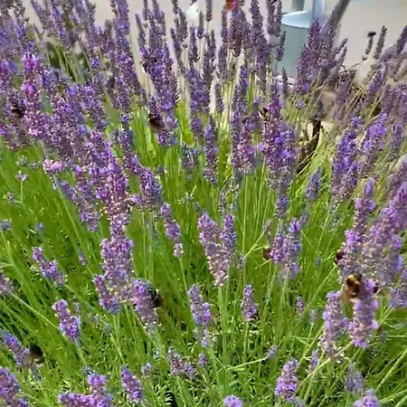 Am Netzener Daire Netzen