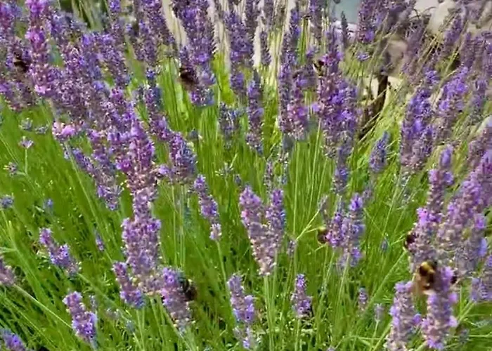 Am Netzener شقة Netzen